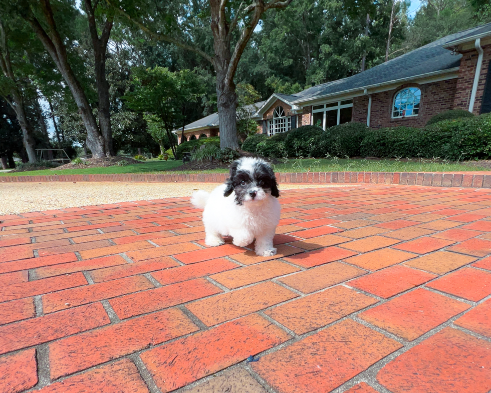 Cavapoo Pup Being Cute