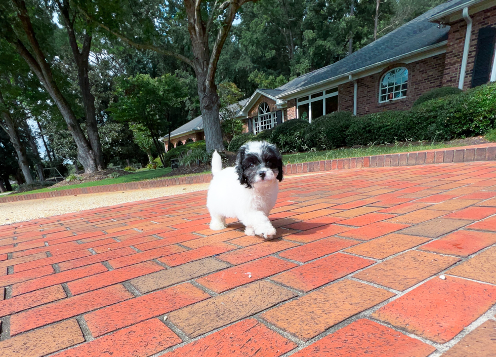 Cute Cavalier King Charles Spaniel and Poodle Mix Poodle Mix Puppy