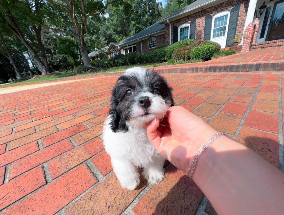 Cavapoo Puppy for Adoption