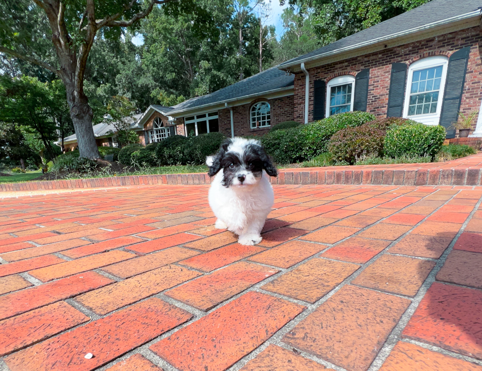 Cavapoo Puppy for Adoption