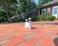 9 week old Cavapoo Puppy For Sale - Simply Southern Pups