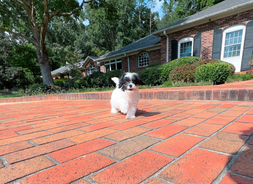 Cute Cavadoodle Poodle Mix Puppy