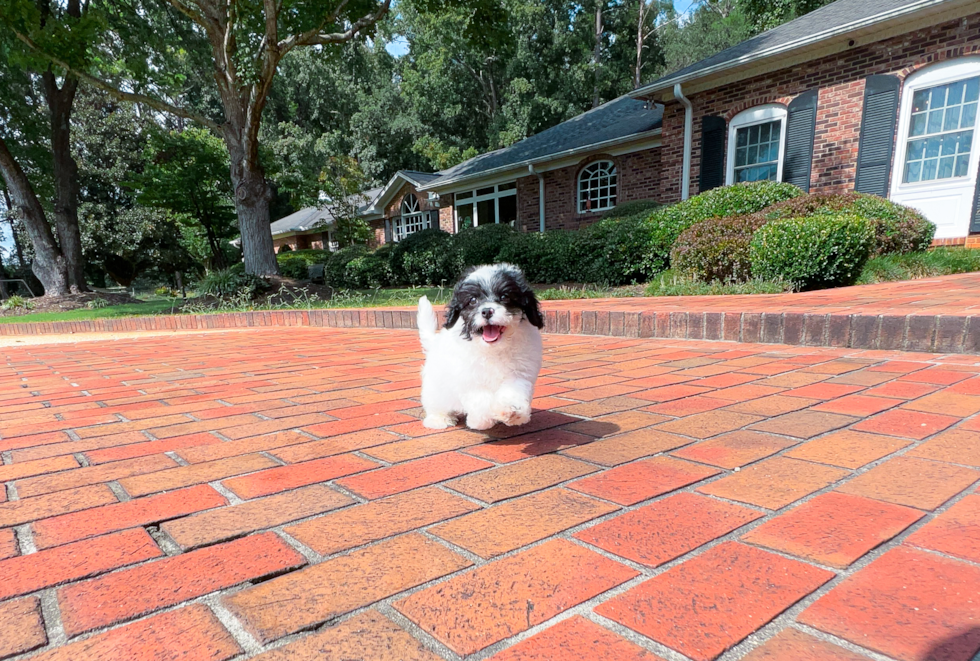 Cute Cavapoo Poodle Mix Pup