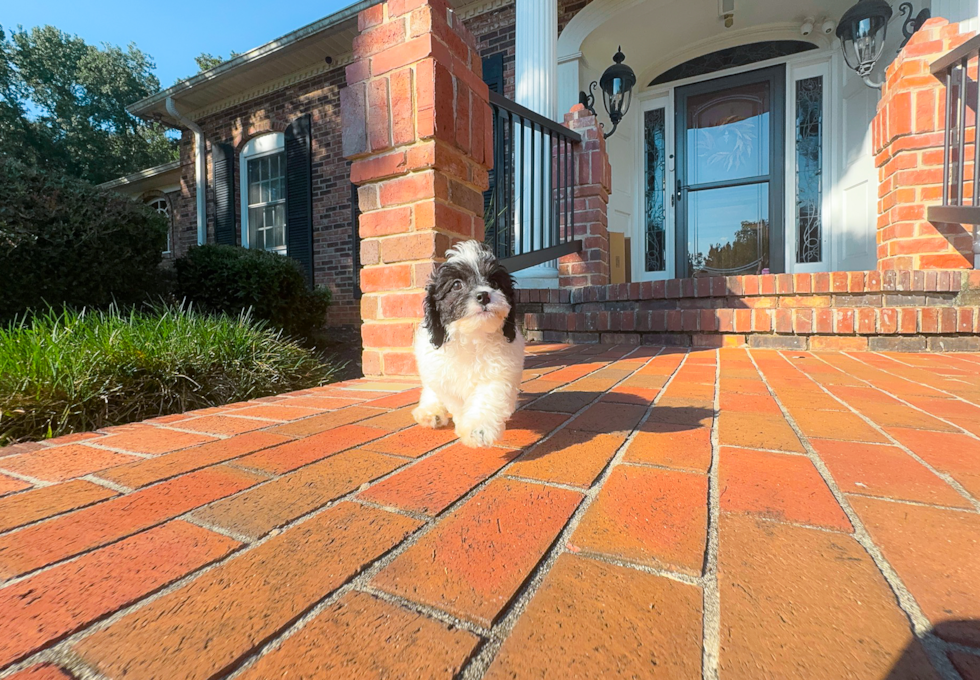 Cavapoo Puppy for Adoption