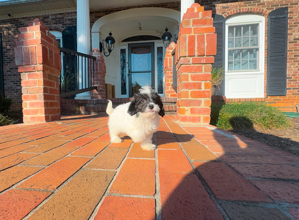 Cavapoo Puppy for Adoption