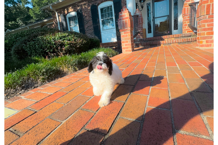 Cute Cavapoo Poodle Mix Pup