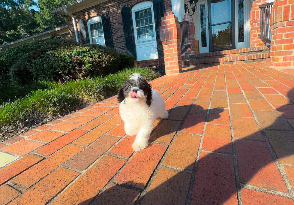 Cute Cavapoo Poodle Mix Pup