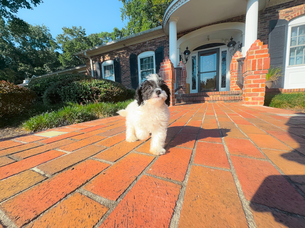 Cute Cavapoodle Poodle Mix Puppy