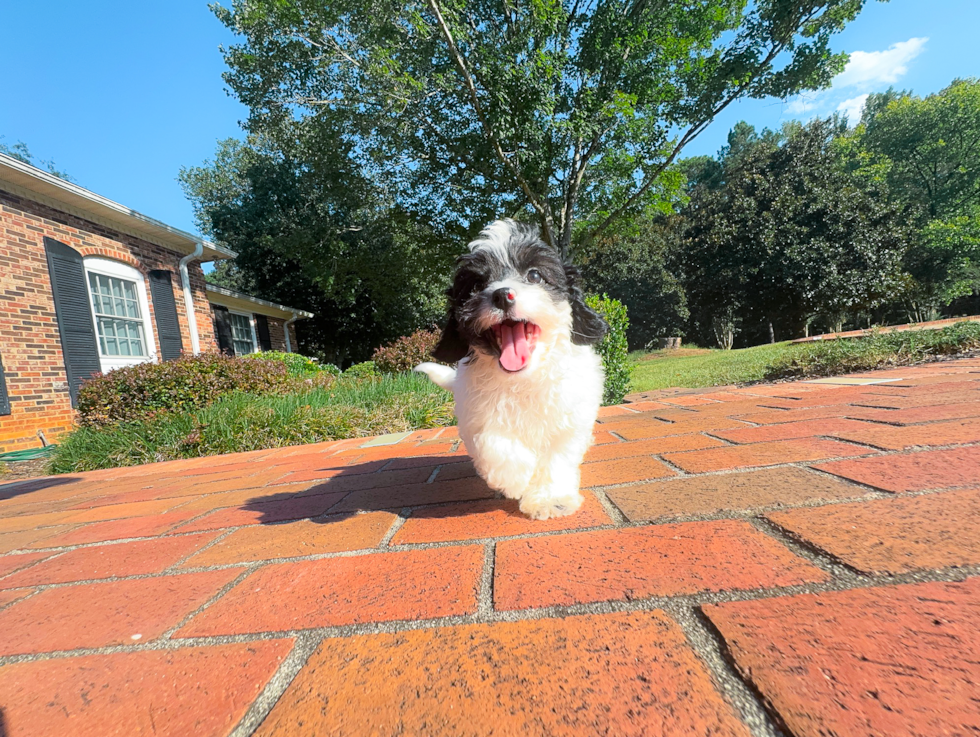 Cavapoo Puppy for Adoption