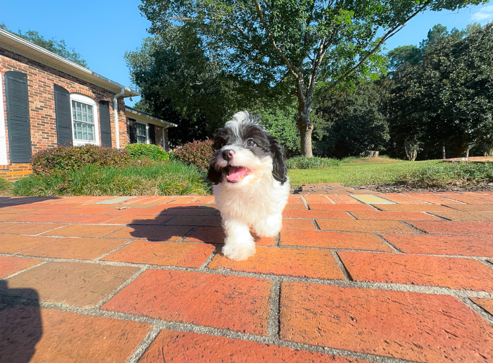 Cavapoo Puppy for Adoption