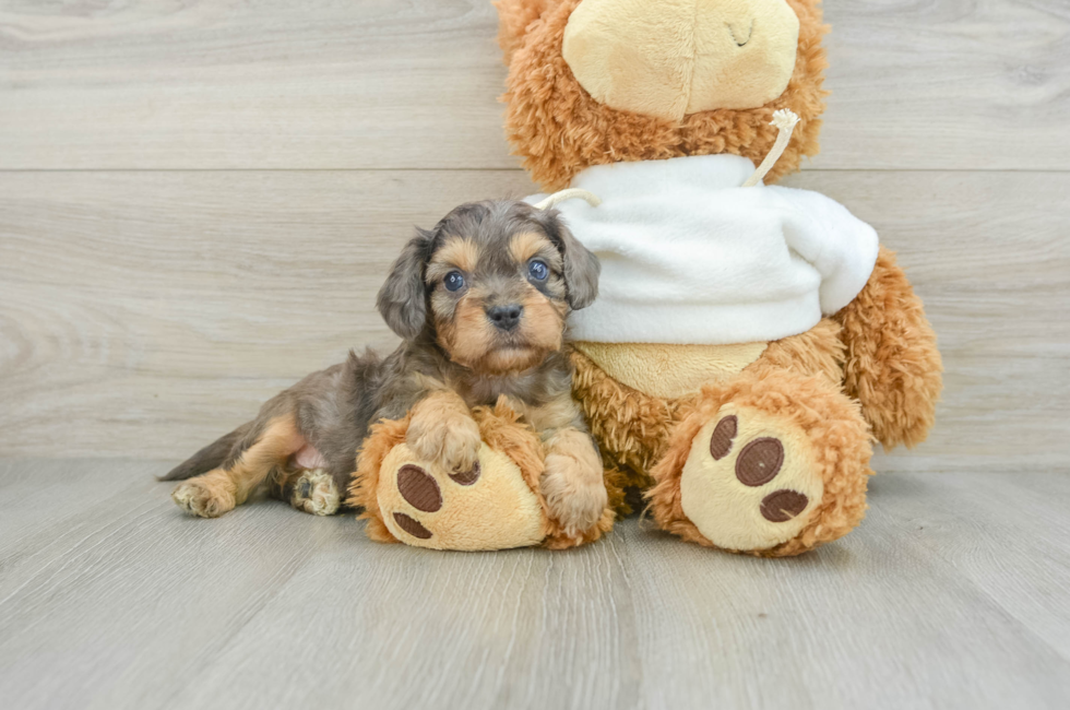 8 week old Cavapoo Puppy For Sale - Simply Southern Pups