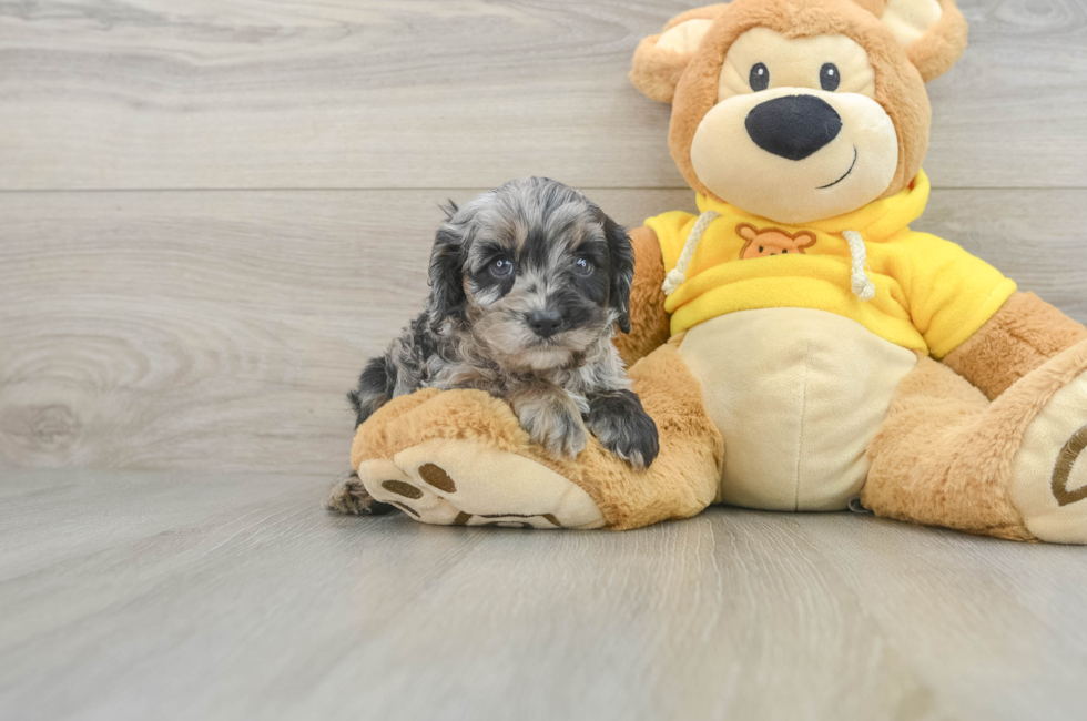 5 week old Cavapoo Puppy For Sale - Simply Southern Pups