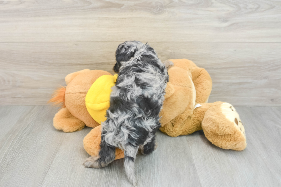 Cute Cavapoo Baby