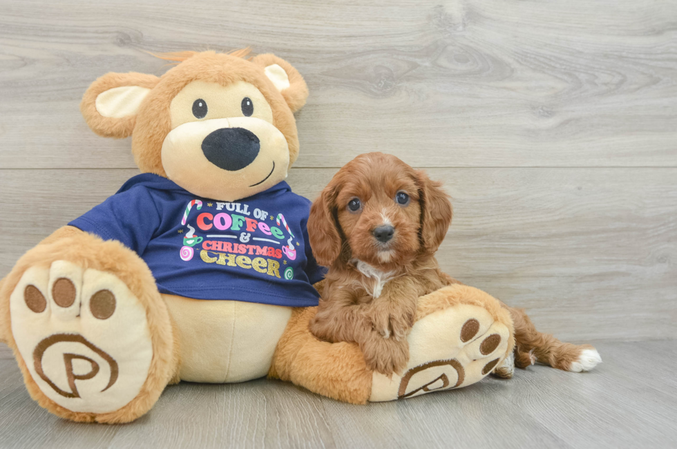 5 week old Cavapoo Puppy For Sale - Simply Southern Pups