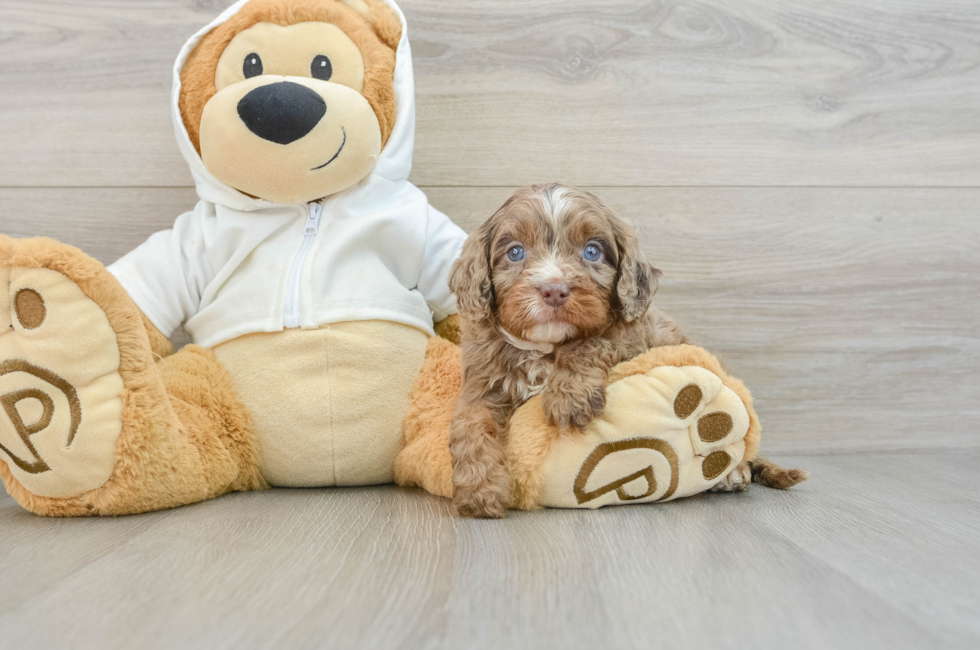 5 week old Cavapoo Puppy For Sale - Simply Southern Pups