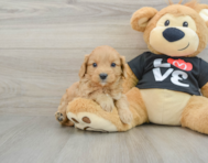 8 week old Cavapoo Puppy For Sale - Simply Southern Pups