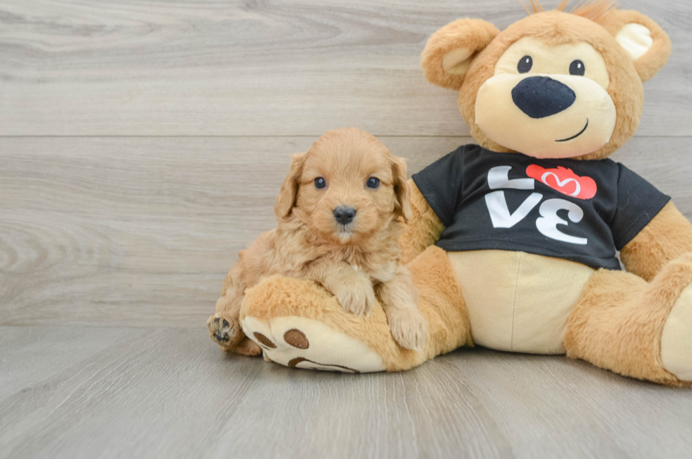 6 week old Cavapoo Puppy For Sale - Simply Southern Pups