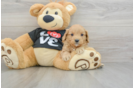 Cavapoo Pup Being Cute