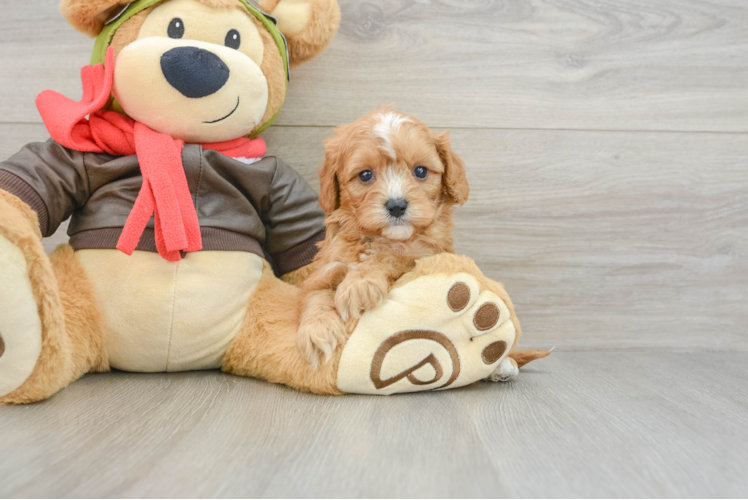 Best Cavapoo Baby