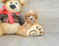 8 week old Cavapoo Puppy For Sale - Simply Southern Pups