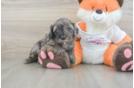 Cavapoo Puppy for Adoption