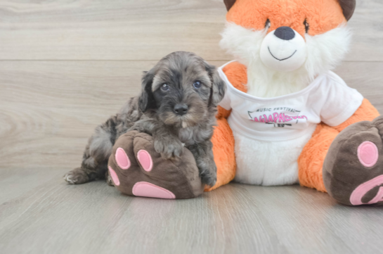 Cavapoo Puppy for Adoption