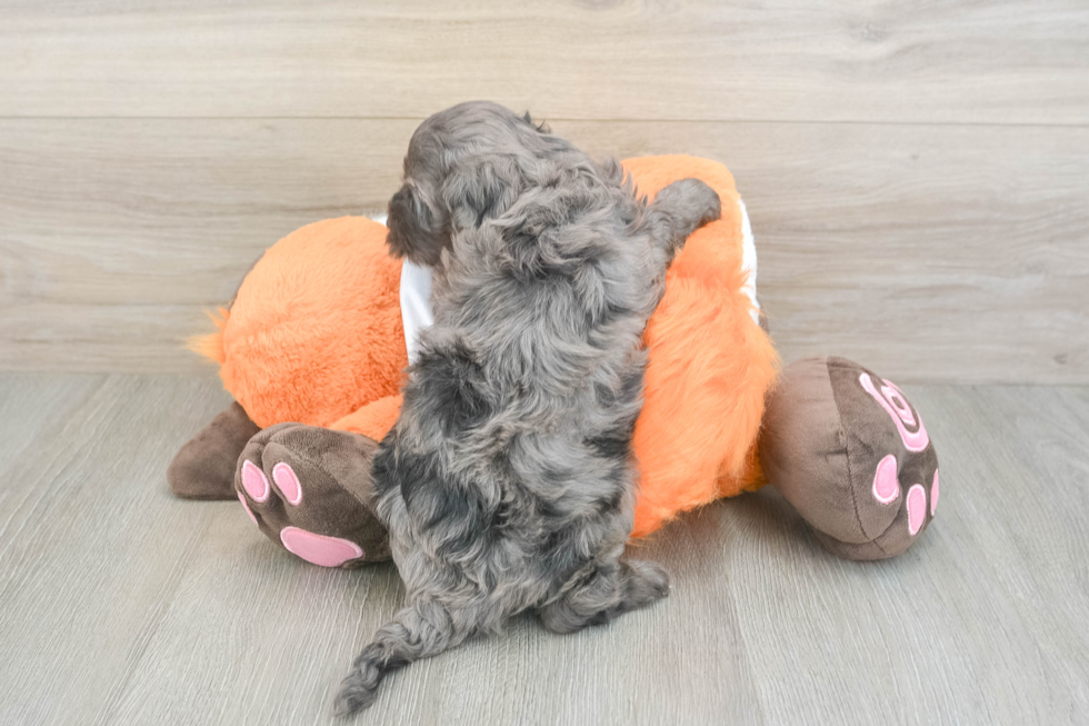 Fluffy Cavapoo Poodle Mix Pup