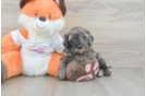Playful Cavapoodle Poodle Mix Puppy