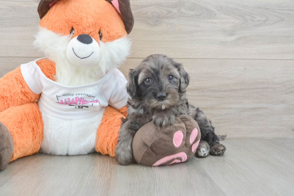 Playful Cavapoodle Poodle Mix Puppy