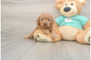 Friendly Cavapoo Baby