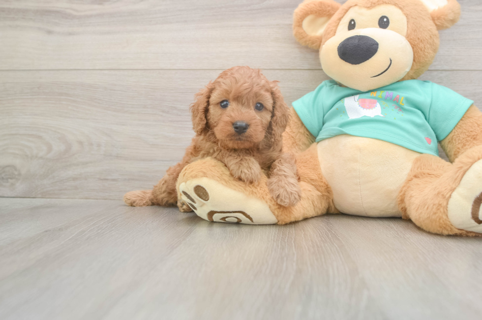 5 week old Cavapoo Puppy For Sale - Simply Southern Pups