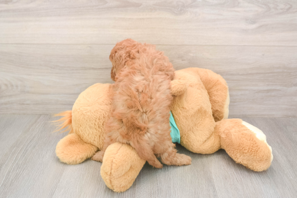 Cavapoo Pup Being Cute