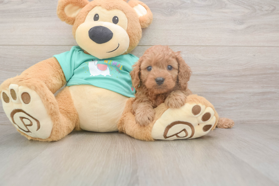 Cavapoo Pup Being Cute