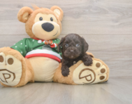 7 week old Cavapoo Puppy For Sale - Simply Southern Pups