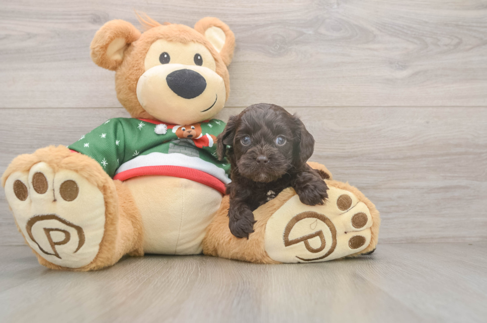 5 week old Cavapoo Puppy For Sale - Simply Southern Pups