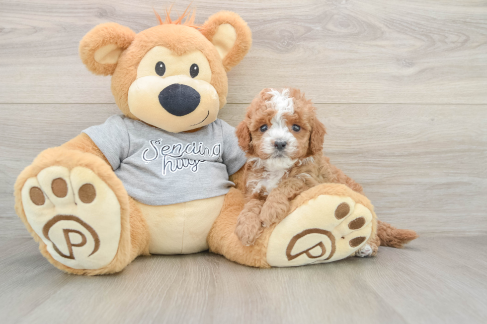 Sweet Cavapoo Baby