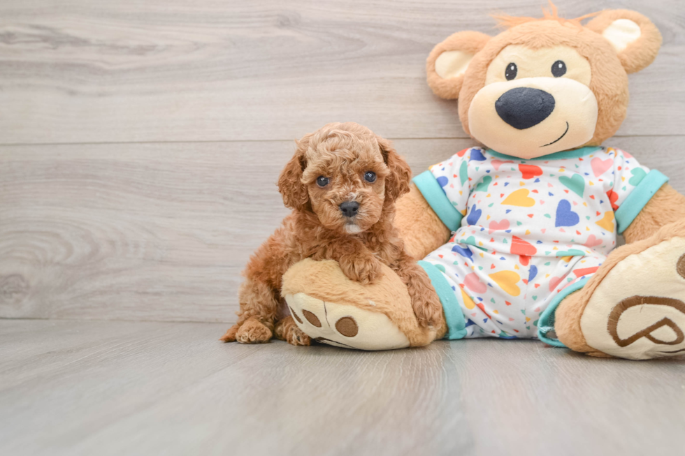 Best Cavapoo Baby