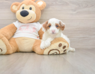 7 week old Cavapoo Puppy For Sale - Simply Southern Pups