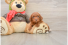 Petite Cavapoo Poodle Mix Pup