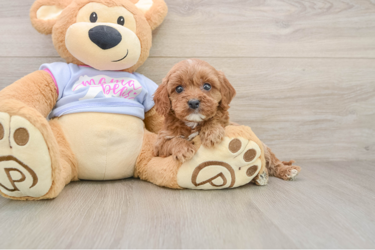 Little Cavipoo Poodle Mix Puppy