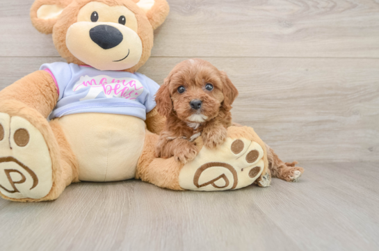 Little Cavipoo Poodle Mix Puppy