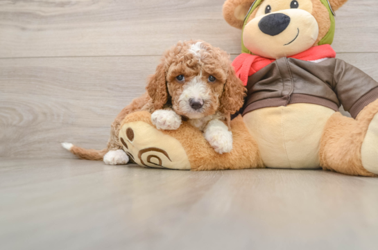 Hypoallergenic Cavadoodle Poodle Mix Puppy