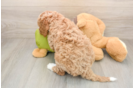 Cavapoo Puppy for Adoption
