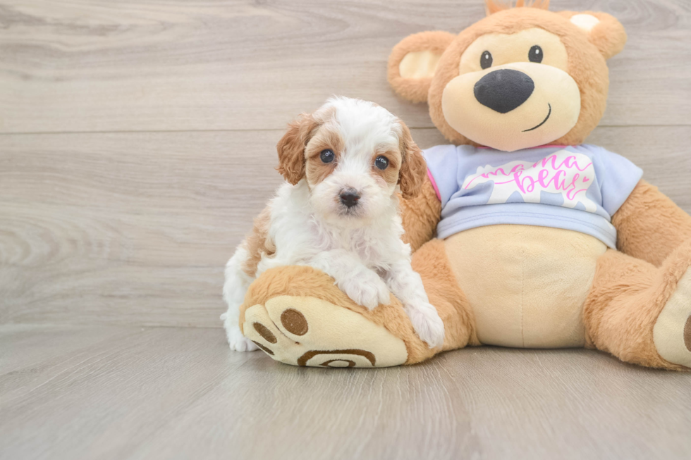 Adorable Cavalier King Charles Spaniel and Poodle Mix Poodle Mix Puppy
