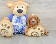 8 week old Cavapoo Puppy For Sale - Simply Southern Pups