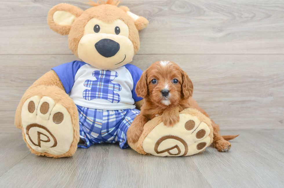8 week old Cavapoo Puppy For Sale - Simply Southern Pups