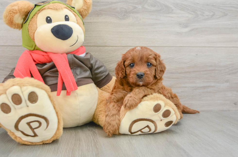 5 week old Cavapoo Puppy For Sale - Simply Southern Pups