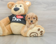 7 week old Cavapoo Puppy For Sale - Simply Southern Pups