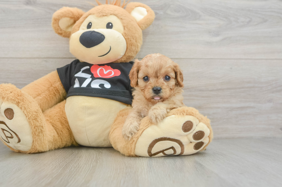6 week old Cavapoo Puppy For Sale - Simply Southern Pups