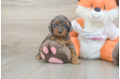 Popular Cavapoo Poodle Mix Pup